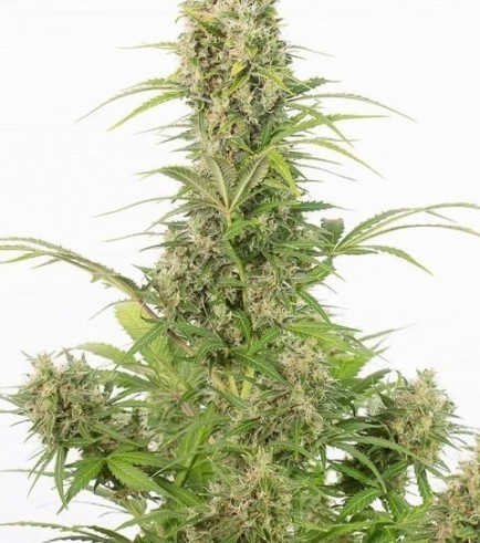 White Widow Autoflowering CBD (Dinafem)