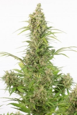 White Widow Autofloraison CBD