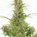 White Widow Autoflowering CBD (Dinafem)