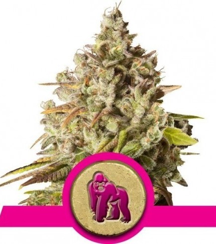 Royal Gorilla (Royal Queen Seeds)