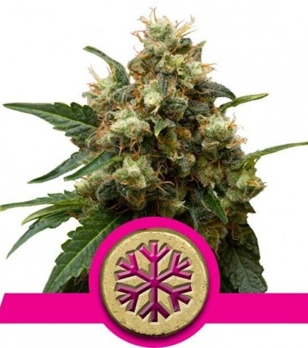 Ice (Royal Queen Seeds)