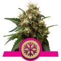 Ice (Royal Queen Seeds)