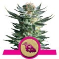 Fruit Spirit (Royal Queen Seeds)