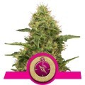 Northern Light (Royal Queen Seeds)