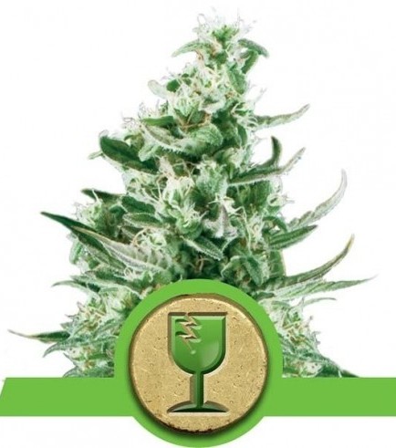 Royal Critical Automatic (Royal Queen Seeds)