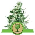 Royal Critical Automatic (Royal Queen Seeds)