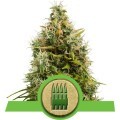 Royal AK Automatic (Royal Queen Seeds)