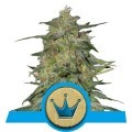 Royal Highness (Royal Queen Seeds)