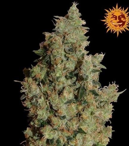 Tangerine Dream (Barney's Farm)