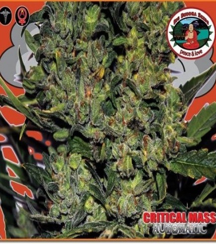 Critical Mass Automatic (Big Buddha Seeds)