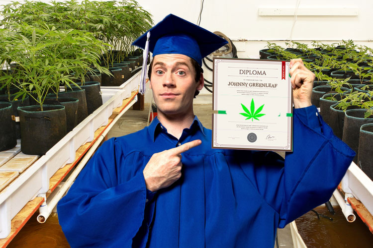 Марихуана университет вред мозгу от марихуаны