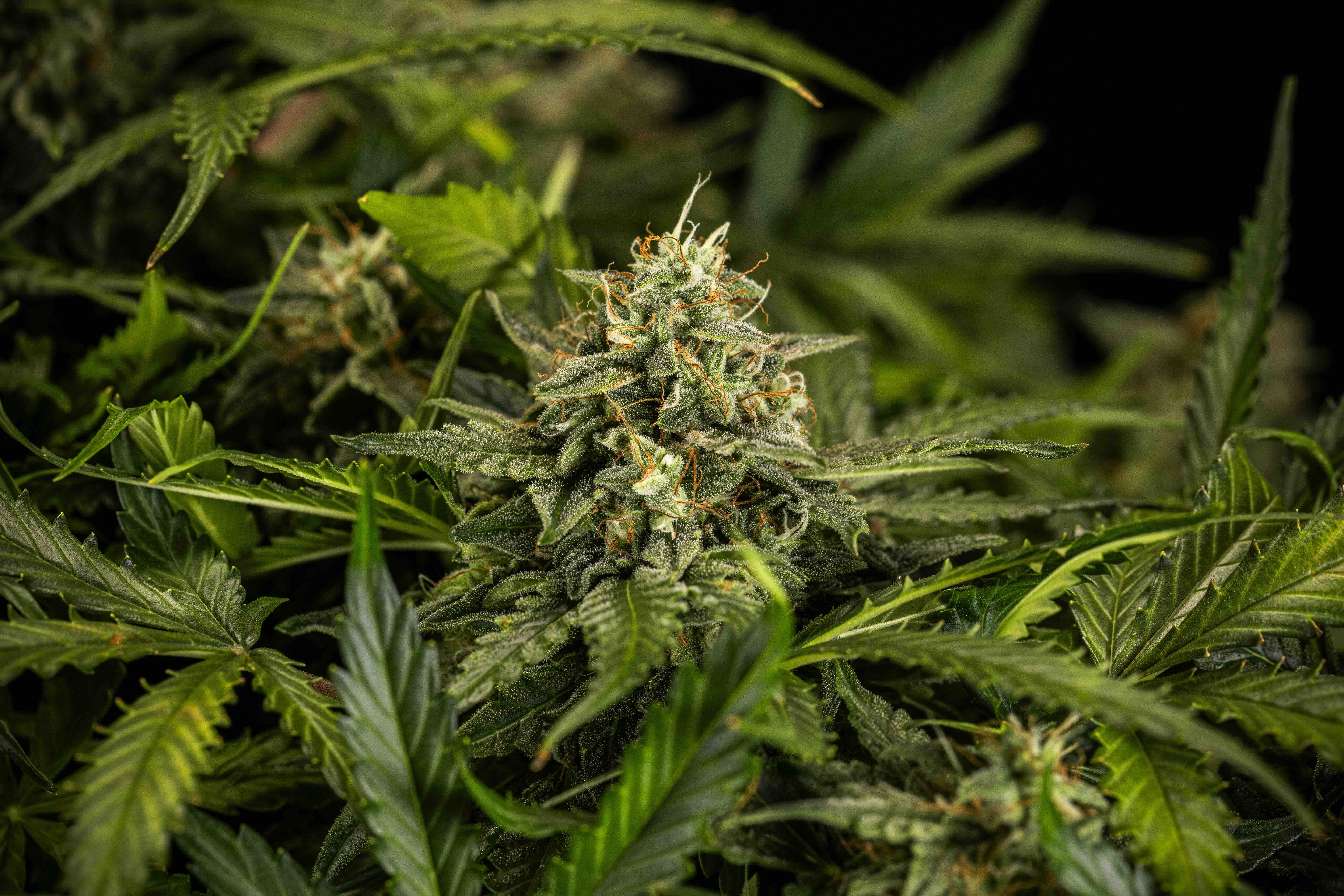 Apollo F1 - Strain Information - Cannaconnection.com - Strain Information