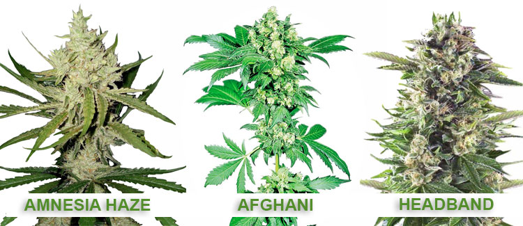 Varietà di cannabis ricche di geraniolo