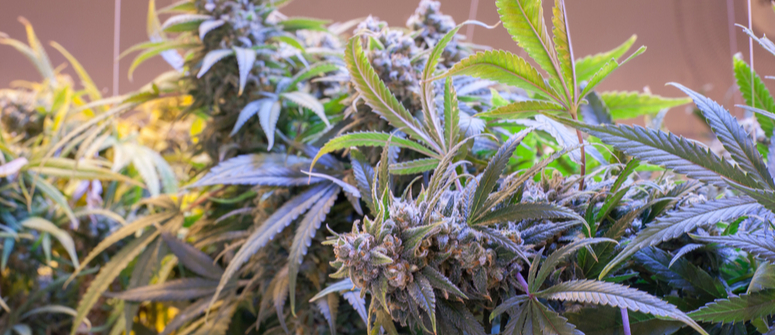 Top 10 des variétés de cannabis peu odorantes