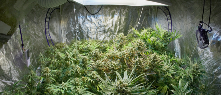 Disadvantages of diy grow tents