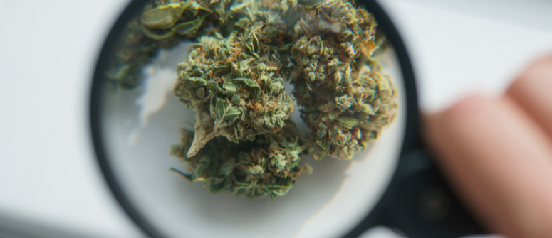 ¿puede enmohecerse la marihuana dentro de un tarro de vidrio?