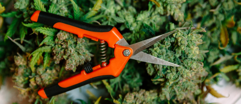 How to clean trimming scissors for cannabis