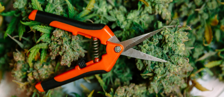 HOW TO CLEAN YOUR CANNABIS TRIMMING SCISSORS