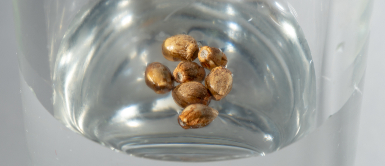 1. place old weed seeds in a glass of water