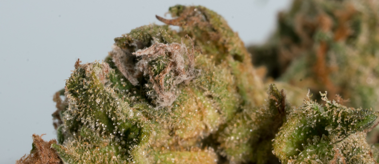 Is mouldy weed toxic?