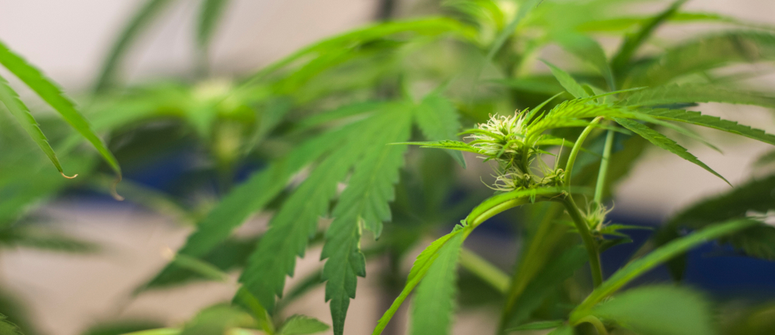 How to force cannabis plants into flowering