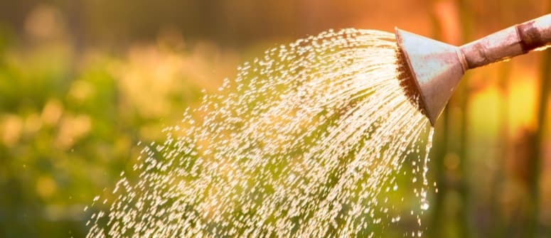 Wie man hydroponisches cannabis spült