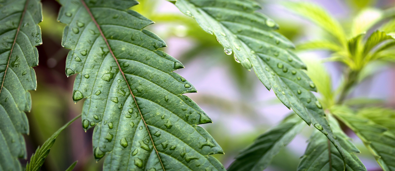 Inconvenientes de la pulverización foliar del cannabis