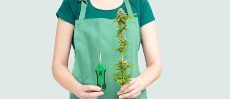 Quels sont les meilleurs outils de grossissement pour observer les trichomes ?