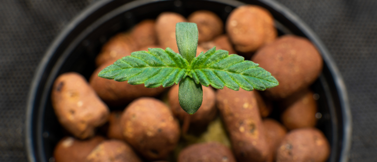 Le cannabis en hydroponie est-il plus puissant ?