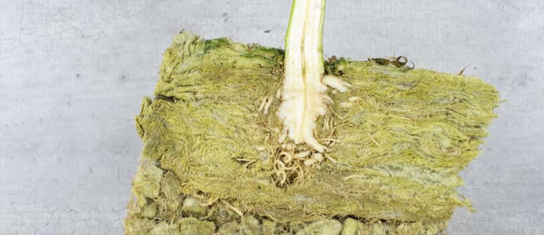 Cómo cultivar marihuana en lana de roca
