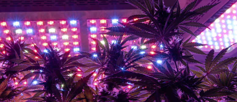 Introduction à la culture de Cannabis sous panneau Led- Alchimia