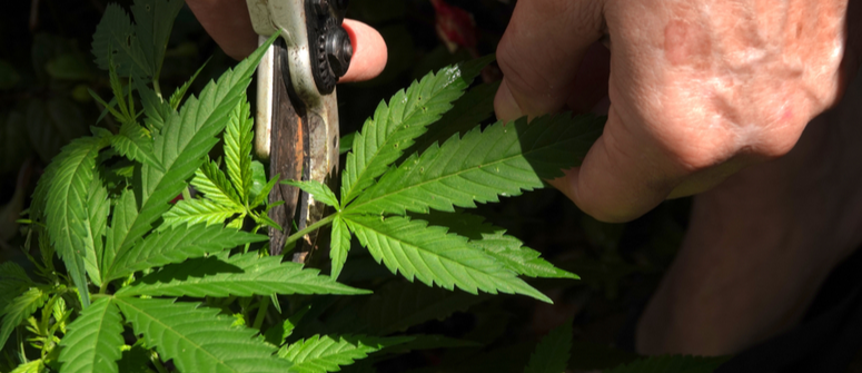 Prevención de la pudrición en un cultivo exterior de marihuana