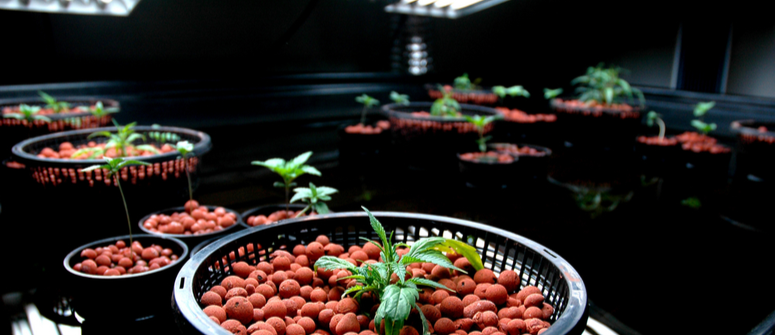 Aeroponics