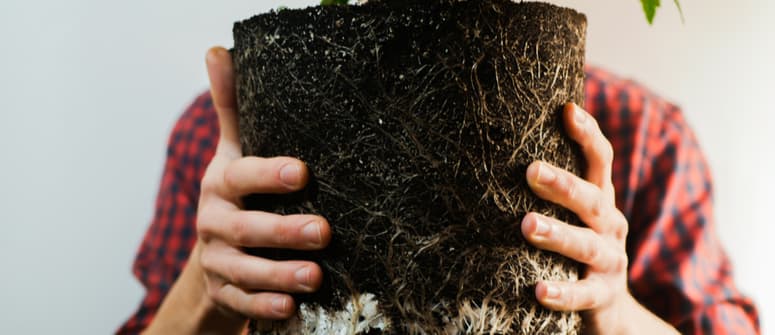 Come fare il lavaggio delle radici: tutto quello che devi sapere