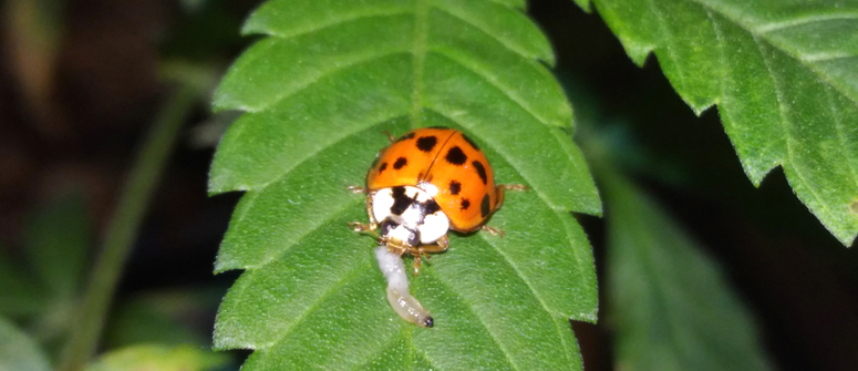 Insekten sind eine proaktive schädlingsabwehr