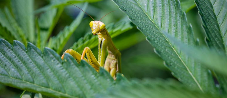 Mantis religiosa