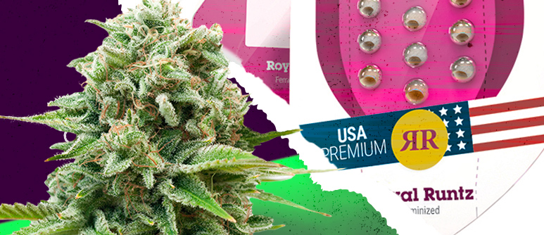 Explore royal queen seeds' brand-new strain roster for 2021