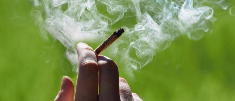 Fumer les variétés de cannabis à autofloraison