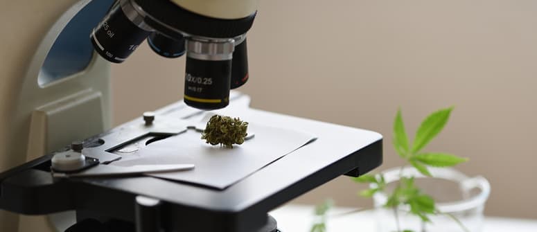 Peut-on récolter le cannabis avec des pistils blancs ?
