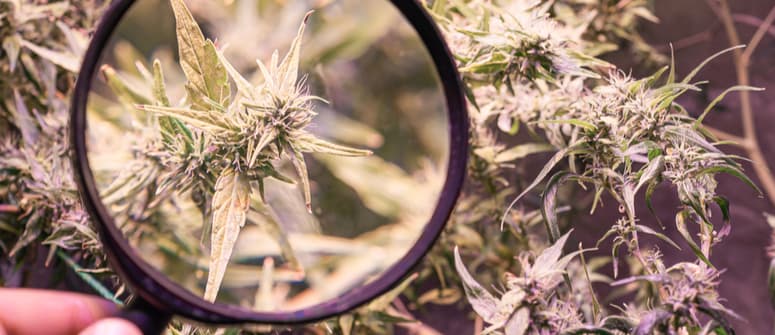 Comment rincer le cannabis : tout ce qu'il faut savoir