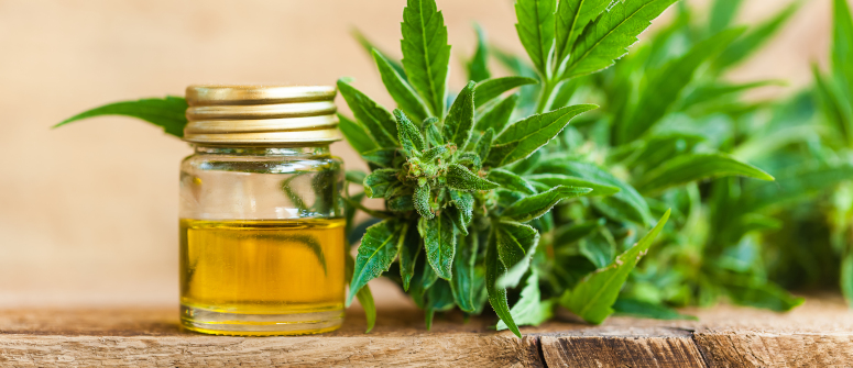 Die besten sorten mit hohem cbd-gehalt