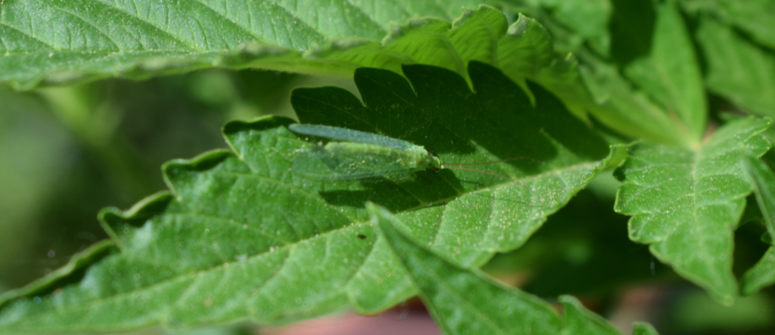 Comment traiter les mouches du terreau sur les plants de cannabis -  CannaConnection