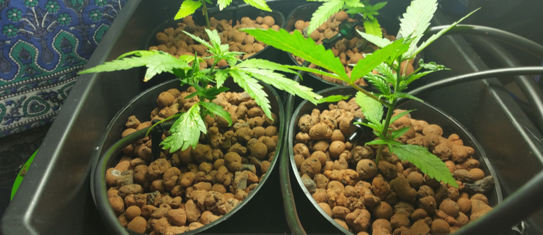 Cómo cultivar marihuana con un sistema dwc