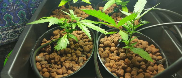 Come coltivare cannabis con un sistema dwc