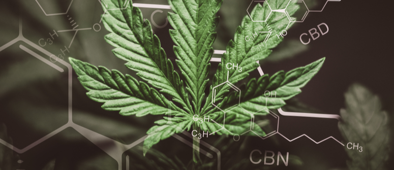 How many cannabinoids are in the cannabis plant?