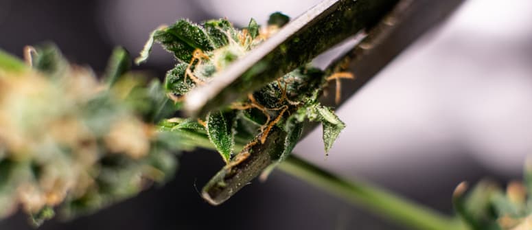 Wie man cannabisblüten trimmt: eine vollständige anleitung