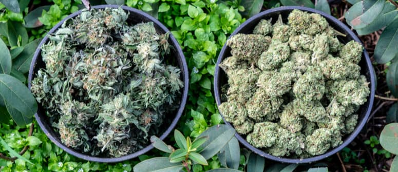 Creare i tuoi estratti di cannabis