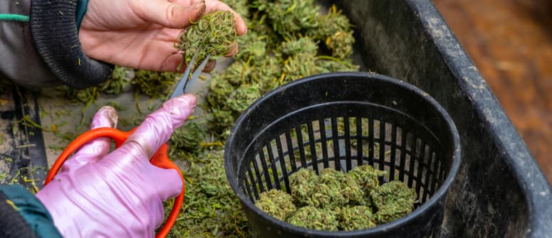 Wie man cannabisblüten trimmt: eine vollständige anleitung