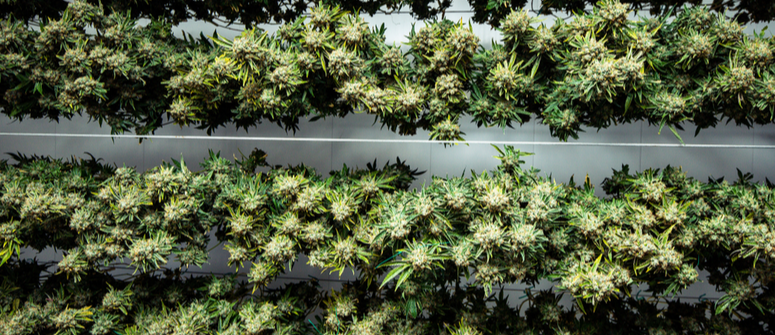 Best environment for drying cannabis