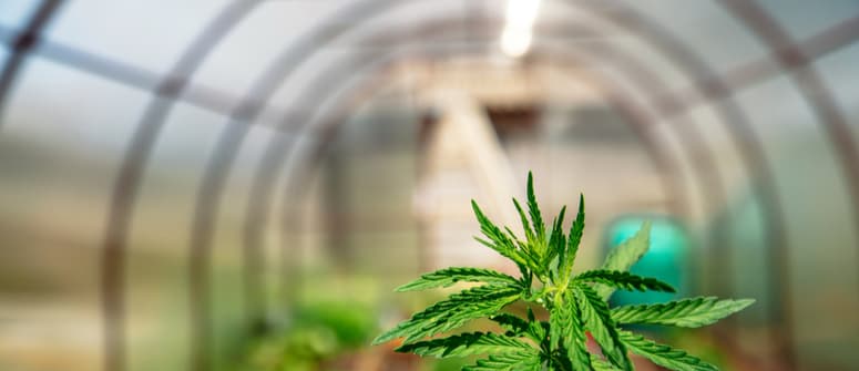 How to grow cannabis in a greenhouse 